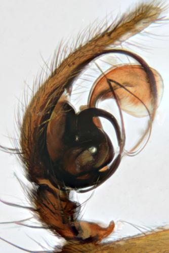 Histopona torpida